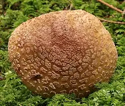 Chapeau ochracé à plaques sales.