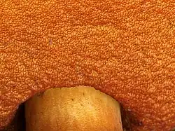 Pores ronds et fins de N. erythropus.