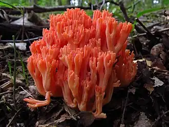Vue de côté de Ramaria subbotrytis montrant un sporophore entièrement orangé.