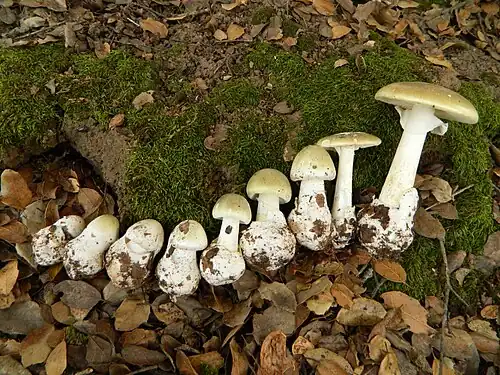 Alignement de plusieurs pieds d’Amanita phalloides montrant l'évolution de la morphologie du sporophore : le chapeau ovoïde à l'état jeune s'étale et devient convexe à maturité.
