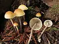 Hypholoma marginatum