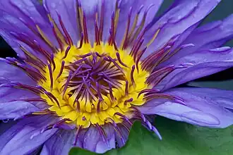 Étamines jaunes.