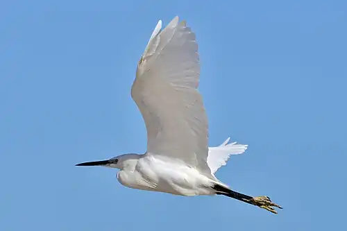 Photographie en couleurs d'un oiseau au cours de son vol.