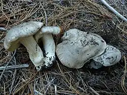  Photographie de deux champignons récoltés et couchés sur des aiguilles de pin montrant leur pied blanc crème et de deux champignons en place montrant leur chapeau gris recouvert de fines écailles noirâtres
