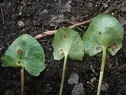 Sores de téleutospores d’Uromyces ficariae&nbsp;(sv) sur les feuilles parasitées par ce micromycète.