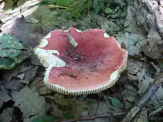 Description de cette image, également commentée ci-après