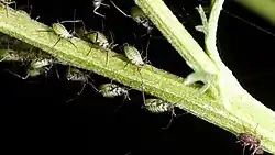 Plusieurs petits insectes sur une plante verte.