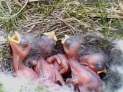 Photo montrant 4 oisillons aveugles et nus.