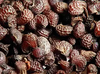 Image illustrative de l’article Graine de pavot