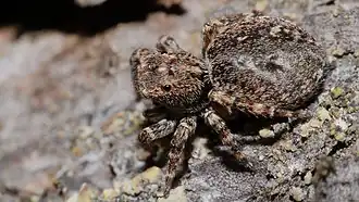 Description de cette image, également commentée ci-après