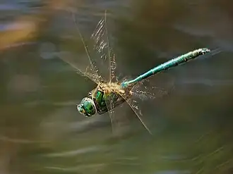 Cordulie métallique en vol.