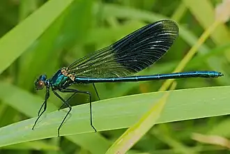 Mâle de Caloptéryx éclatant.