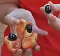 Fruit mûr avec les graines et les arilles.