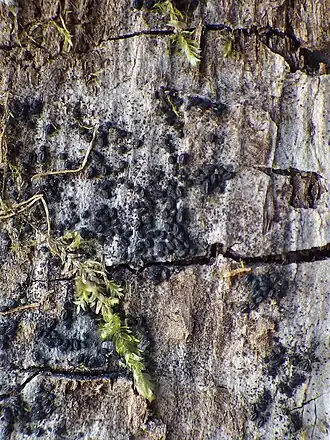 Description de l'image 2014-03-15 Hysterium pulicare Pers. - Fr 556475.jpg.