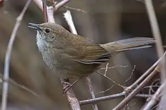 Description de l'image 2014-03-29 Locustella alishanensis (Taiwan Bush Warbler) 01.jpg.