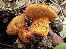 Exsudoporus permagnificus