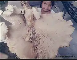 Termitomyces titanicus, le plus grand champignon comestible connu.