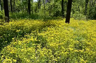 Terrain colonisé par la plante, à Donetsk en Ukraine.