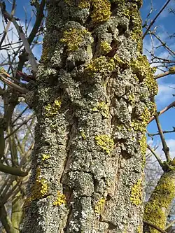 Vue d'un tronc d'arbuste avec une écorce épaisse et craquelée, couvert de lichen jaune.
