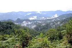 Forêts à Sulawesi.