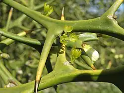 Poncirus au printemps (Hockenheim)