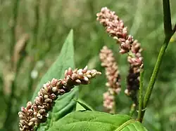Inflorescences.