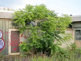 Photographie en couleurs d'un arbre au tiges nombreuses, à feuilles composées vert clair, poussant devant un bâtiment couvert de tags.