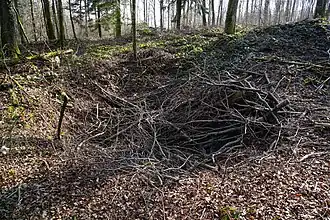 Un enfoncement rempli de branchages.