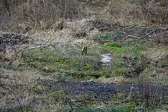 La borne envahie par la mousse jaunie et les ronces et arbustes sans feuilles en hiver.