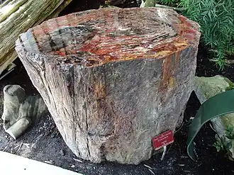 Image illustrative de l’article Plante fossile