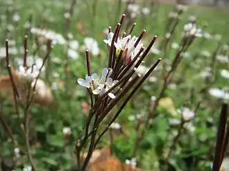 Description de cette image, également commentée ci-après