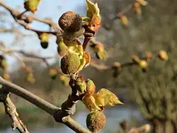 Bourgeons.