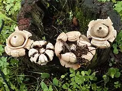 Geastrum triplex