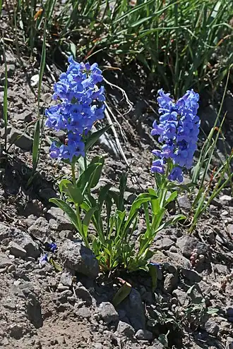 Description de l'image 2016.07.09 14.25.13 IMG 7255 - Flickr - andrey zharkikh.jpg.