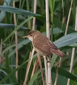 Rousserolle effarvatte