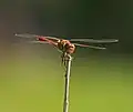 Un mâle