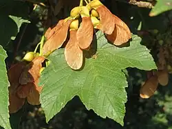 feuille et disamares de l'Acer pseudoplatanus.
