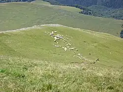 troupeaux de moutons en bas du pic d’Orhy