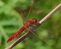 Crocothemis erythraea femelle à Viernheim, Allemagne. Juin 2017.