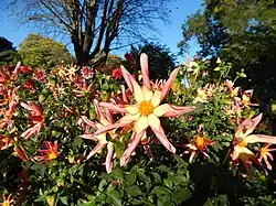 Jardin de dahlias.