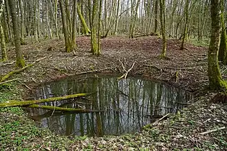 Grand trou en entonnoir rempli d'eau et branches d'arbres, en pleine forêt.