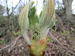 Développement du bourgeon apical feuille-fleur.
