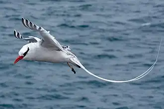 Phaethon aethereus (Phaethontiformes).