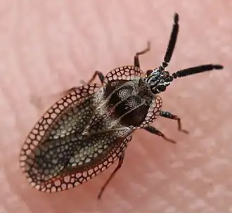 Tingidae: Dictyonota strichnocera