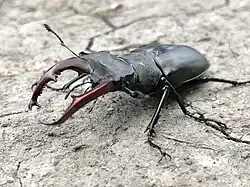Cerf-volant (Lucanus cervus mâle).