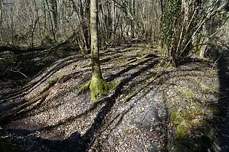 Le terril du puits de la Charmée.