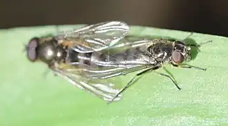 Accouplement de Cheilosia fasciata