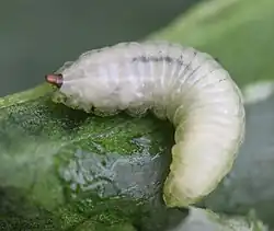 Larve Cheilosia fasciata