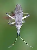 Dicranocephalus albipes