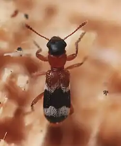 Thanasimus femoralis.